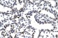 LHX3 antibody - middle region